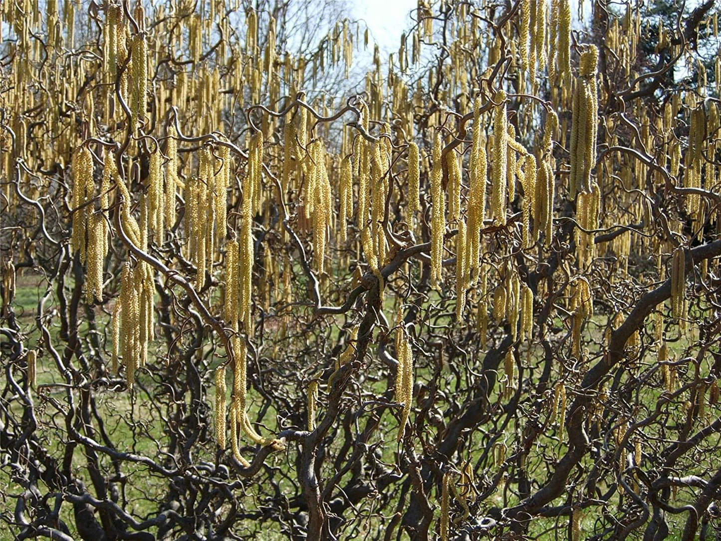 Corylus avellana Contorta - Corkscrew Hazel, Grafted Plant in 9 cm Pot