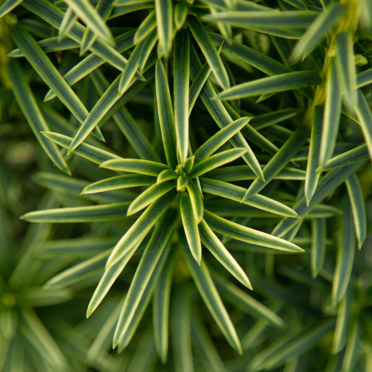 Taxus baccata Fastigiata Aurea - Golden Irish Yew - Plant in 2 L Pot
