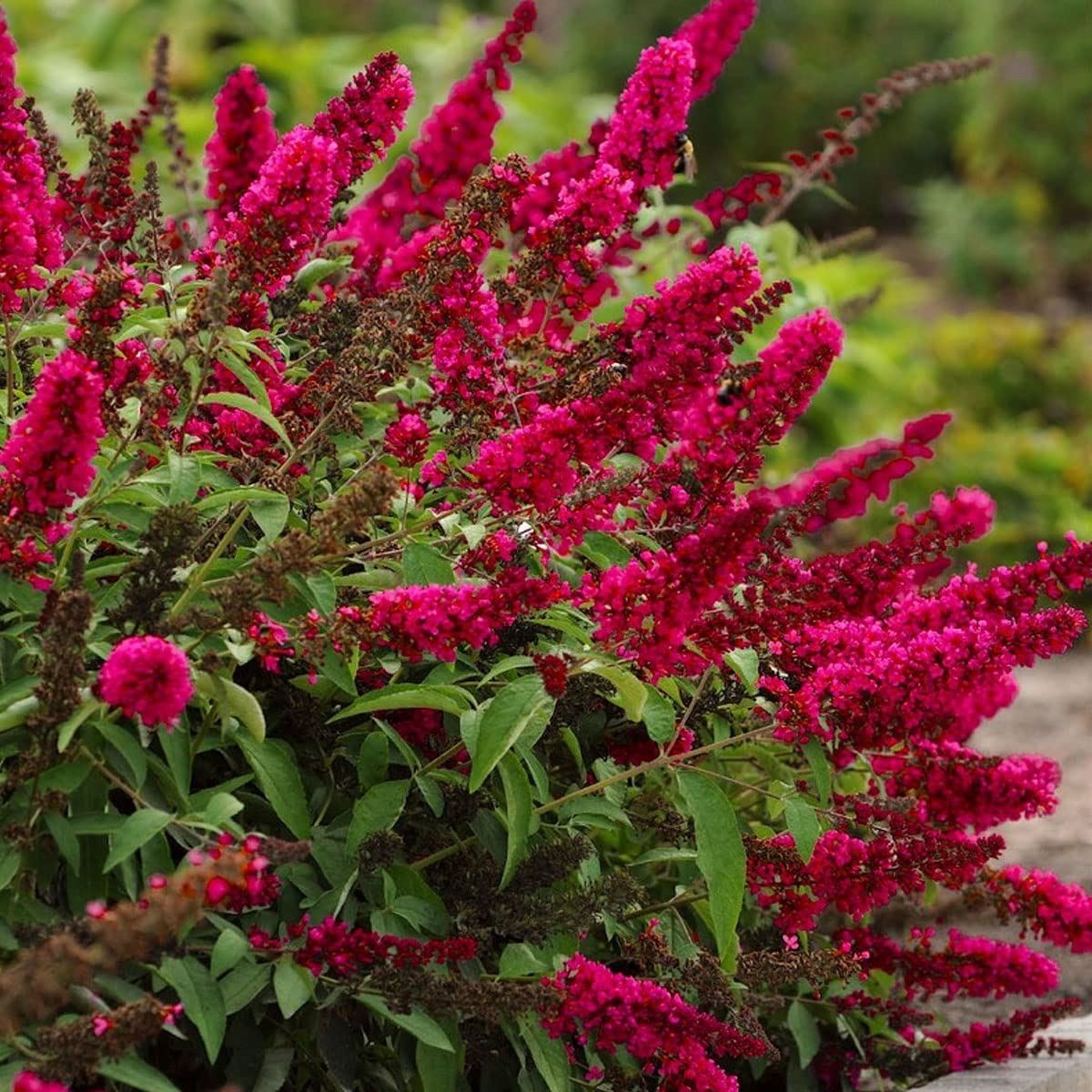 Buddleja davidii Royal Red - Butterfly Bush - Plant in 9 cm Pot