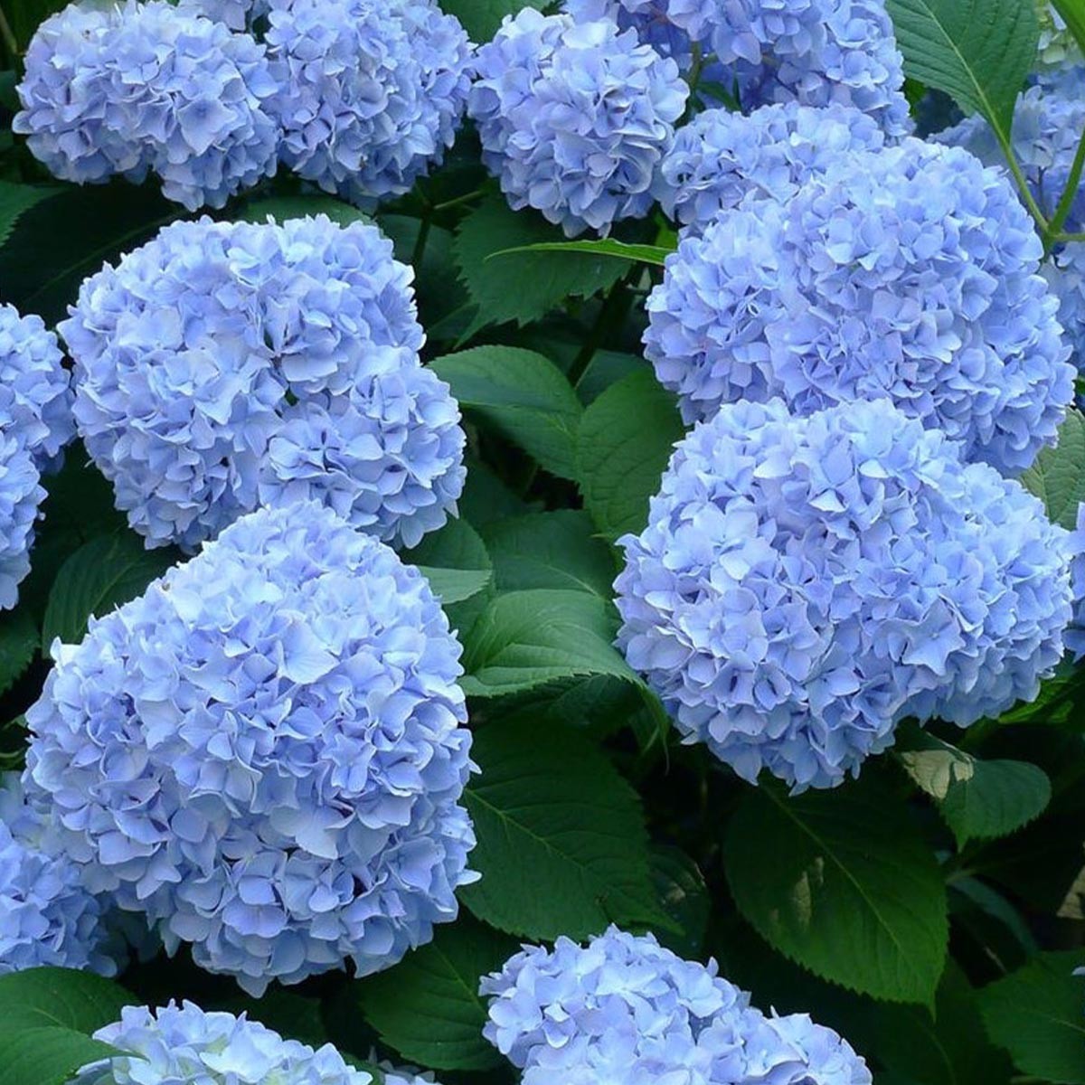 Hydrangea macrophylla Nikko Blue - Hydrangea - Plant in 2 L Pot