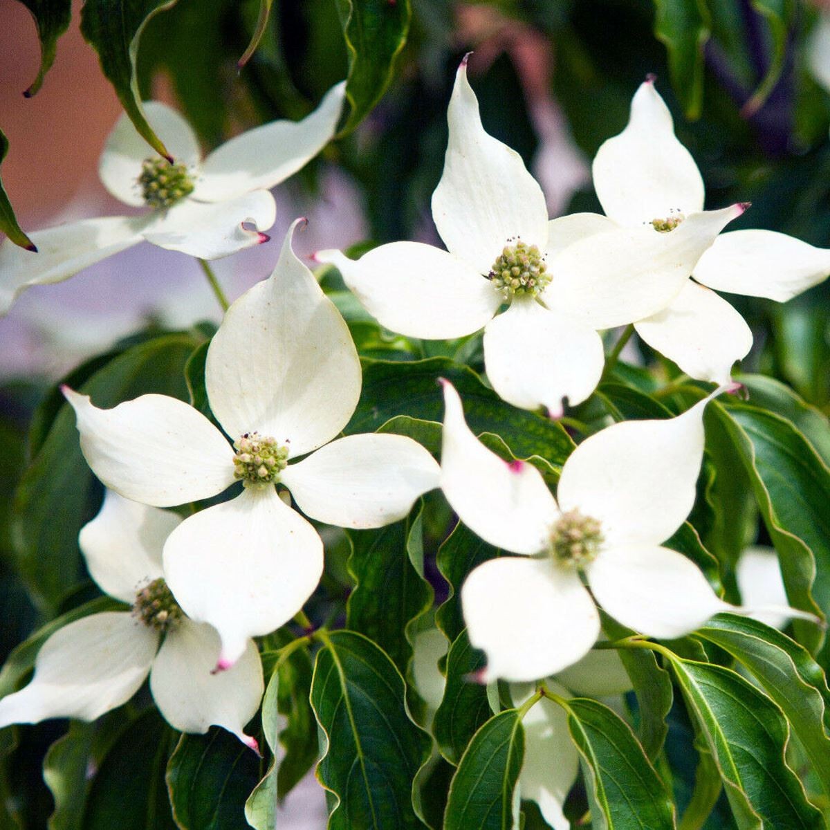 Cornus kousa var. Chinensis - Chinese Dogwood - Plant in 5 L pot