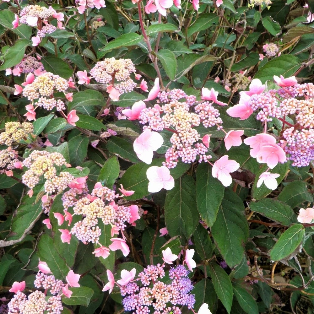 Hydrangea aspera Hot Chocolate - Rough Leaved Hydrangea - plant in 2 L pot