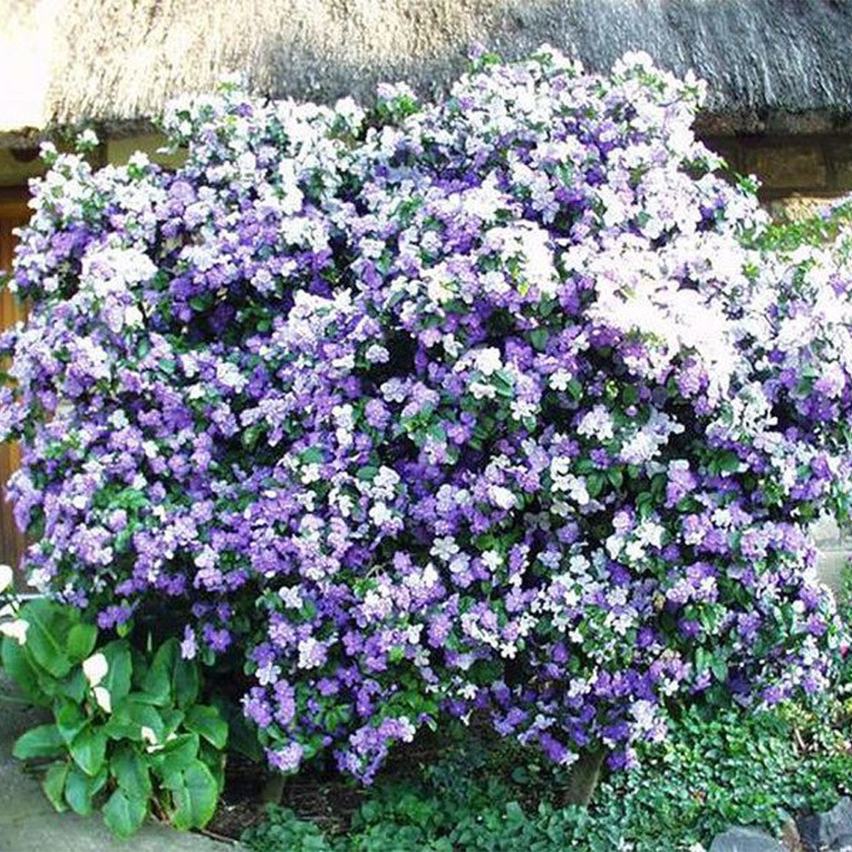 Brunfelsia pauciflora - Yesterday Today Tomorrow Plant - Plant in 5 L Pot