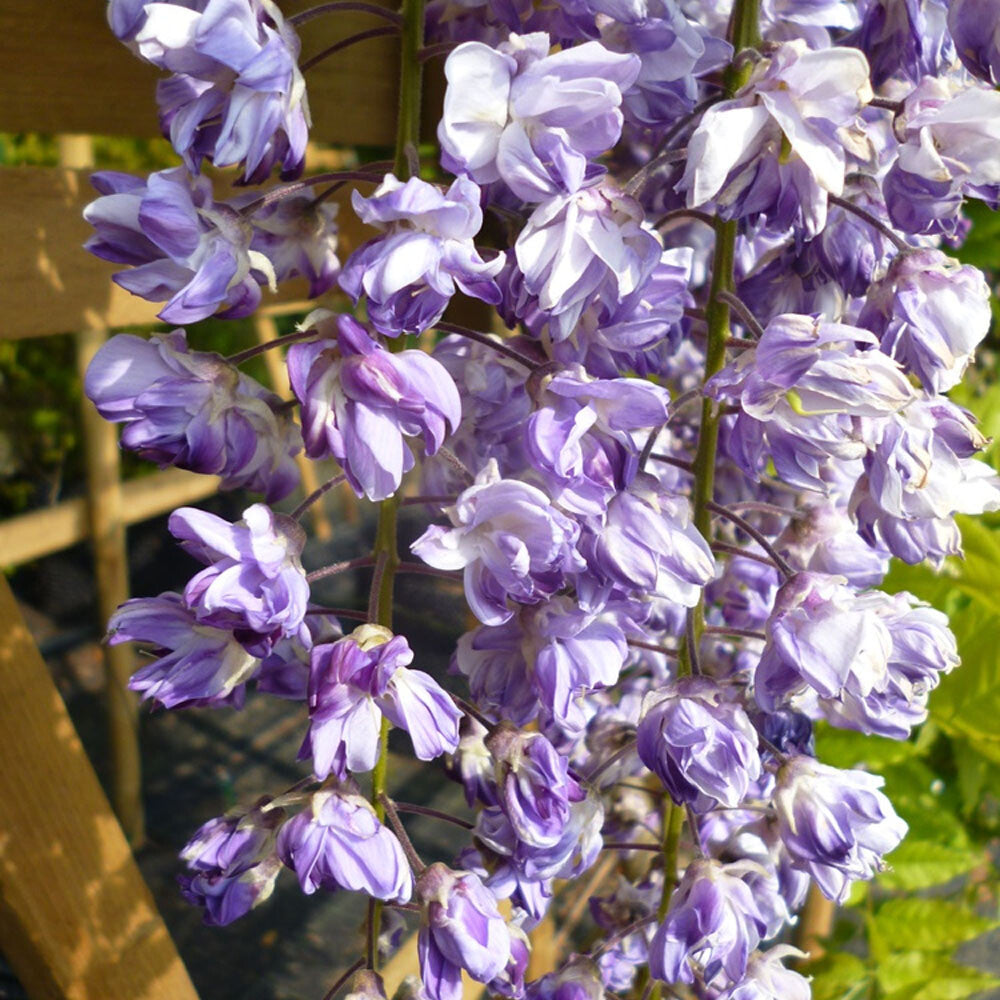 Wisteria floribunda Black Dragon - Japanese Wisteria - Grafted Plant in 9cm Pot