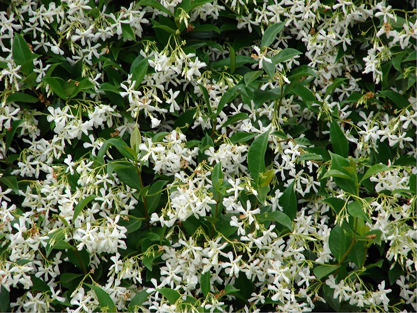 3 x Trachelospermum jasminoides - Star Jasmine - Plant in 2 L pot