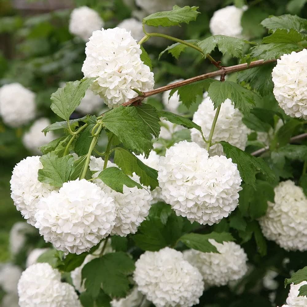 Viburnum opulus Roseum - Gelder Rose - Plant in 2 L Pot