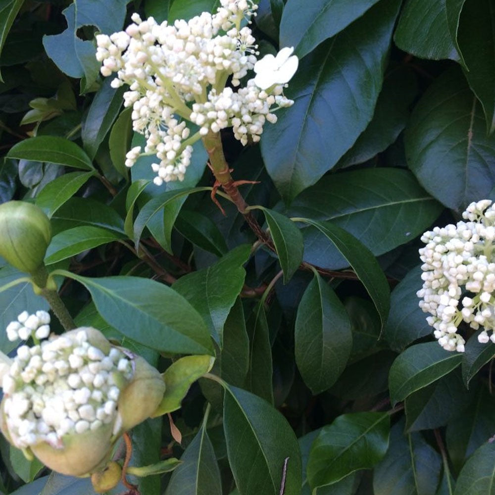 Hydrangea seemannii - Evergreen Climbing Hydrangea - Plant in 3 L Pot