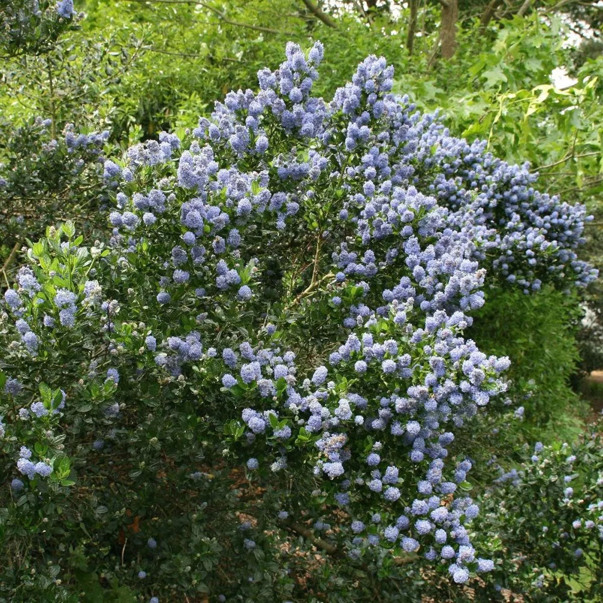 Ceanothus Skylark - California Lilac - Plant in 5 L Pot