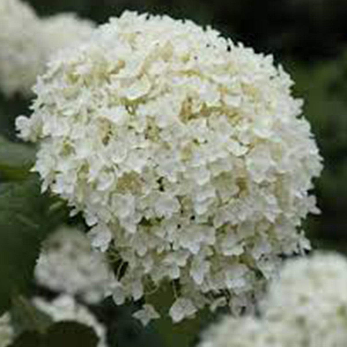 Hydrangea arborescens Annabelle - Hydrangea - Plant in 5 L Pot