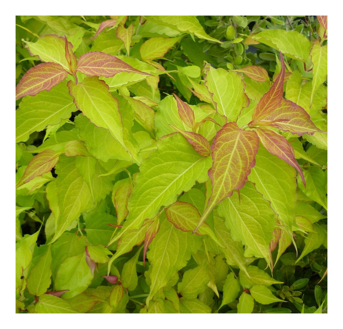 Leycesteria formosa Golden Lanterns - Himalayan Honeysuckle, Plant in 2 L Pot
