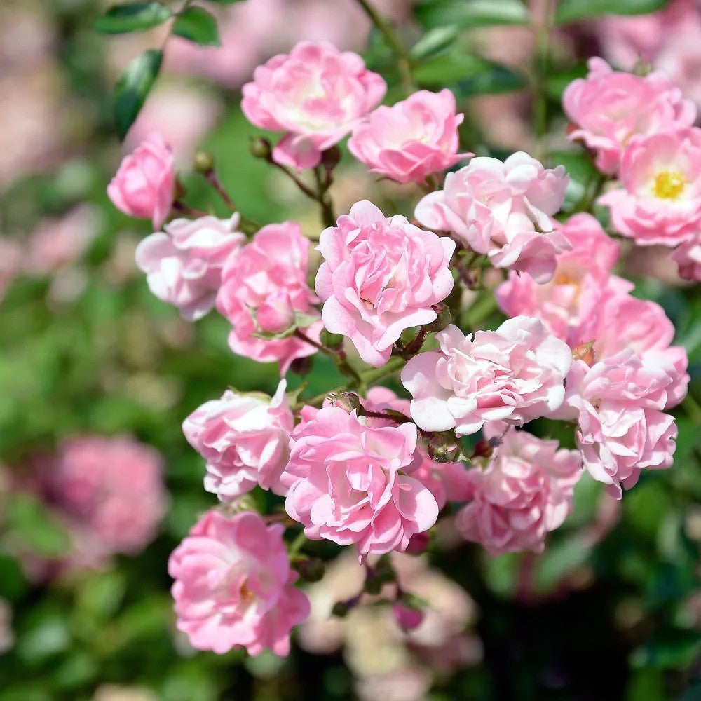 Rosa banksiae Rosea - Lady Banksia Rose - Plant in 10.5 cm Pot