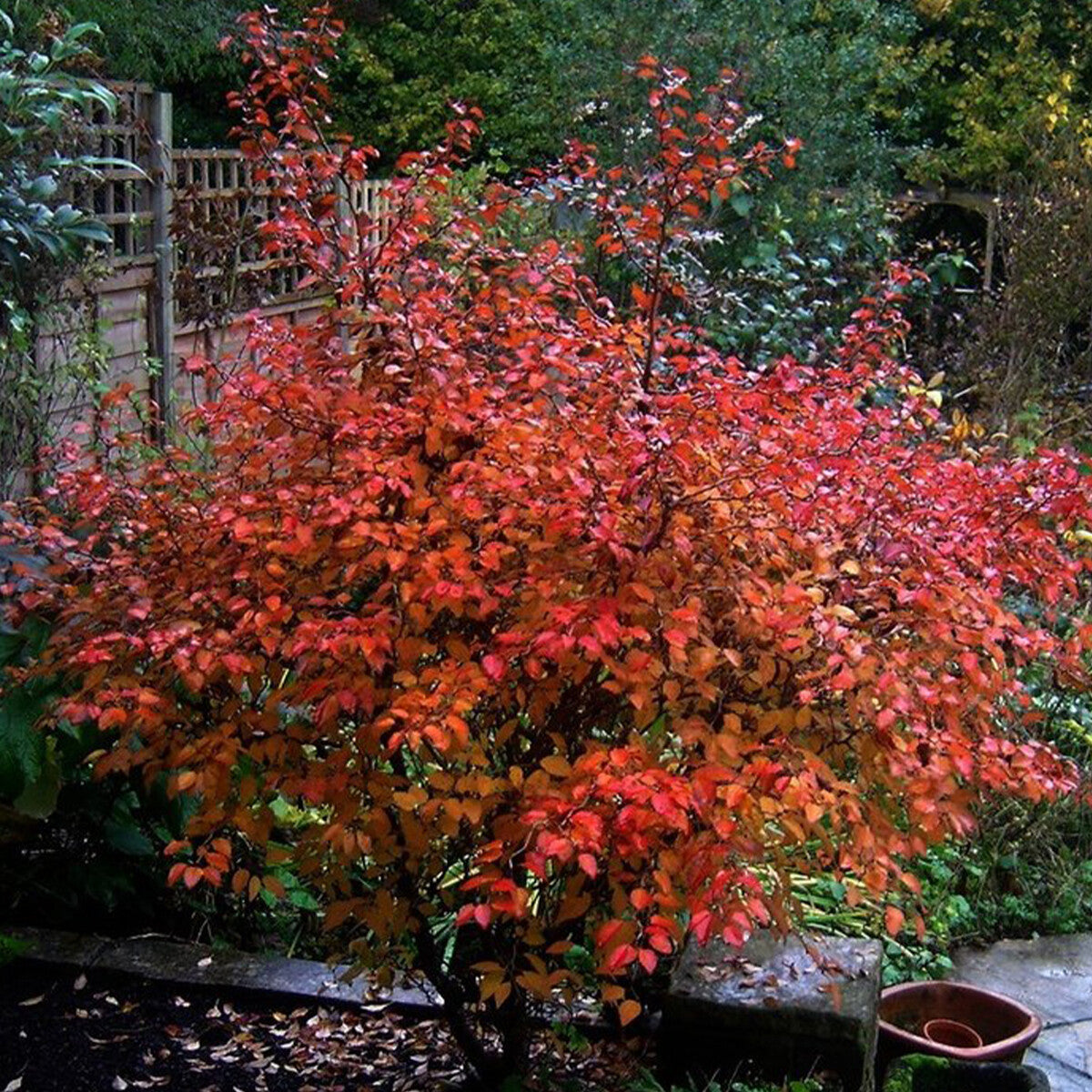 Prunus incisa Kojo-no-mai - Fuji Cherry - Plant in 2 L Pot