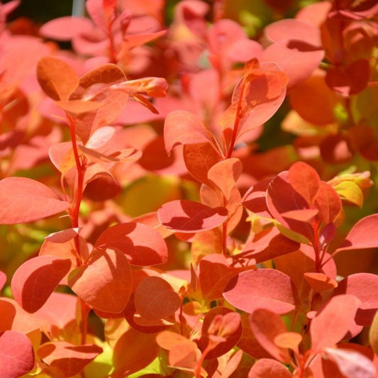 3x Berberis thunbergii Orange Ice - Barberry - 3 x Plants in 2 L Pots