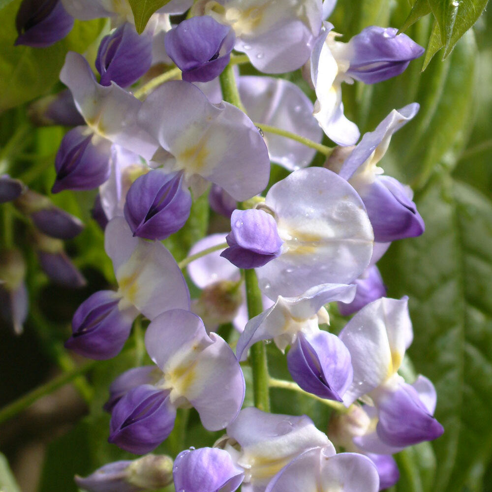 Wisteria floribunda Issai - Grafted Plant in 9 cm Pot