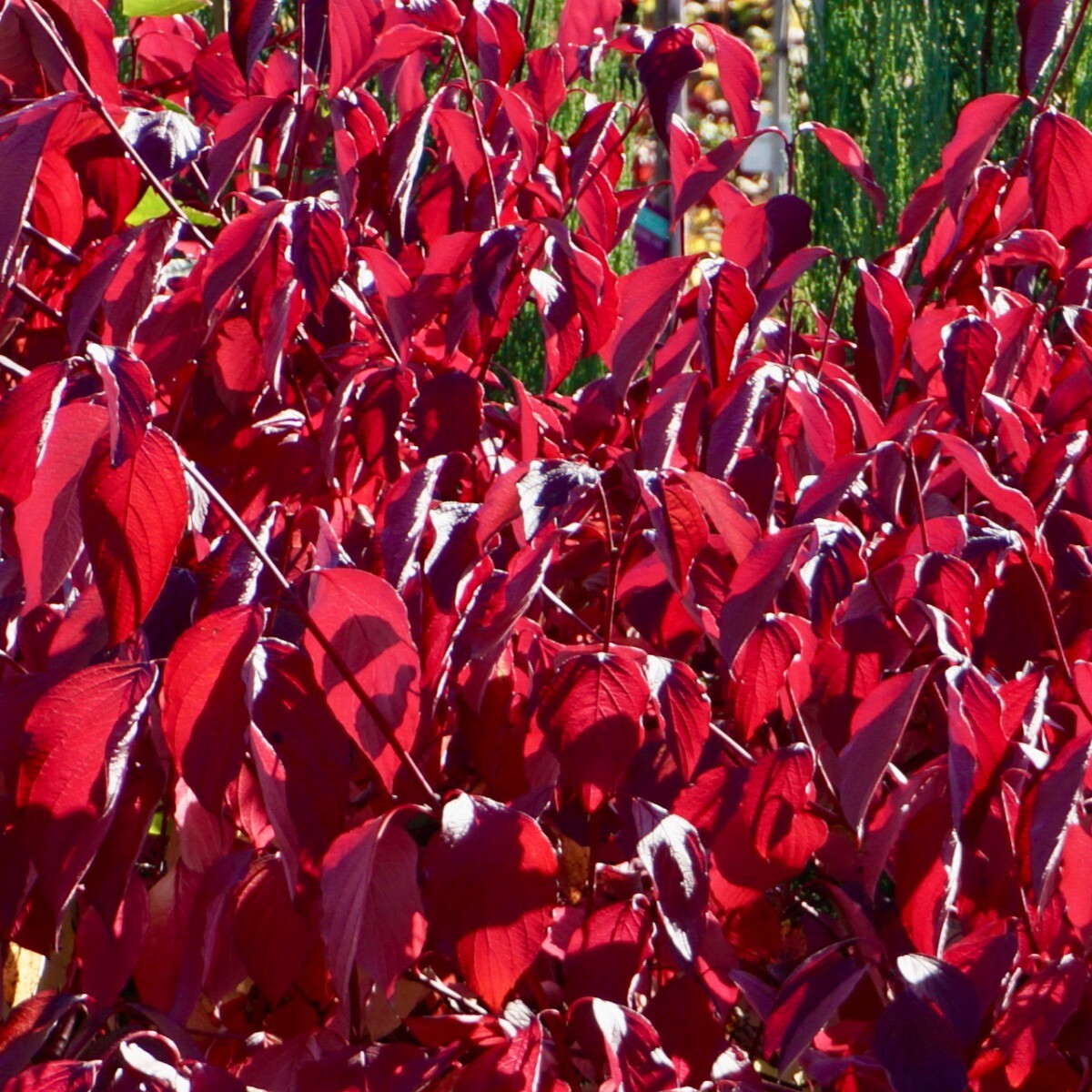 Cornus alba Sibirica - Red Dogwood, Plant in 9 cm Pot