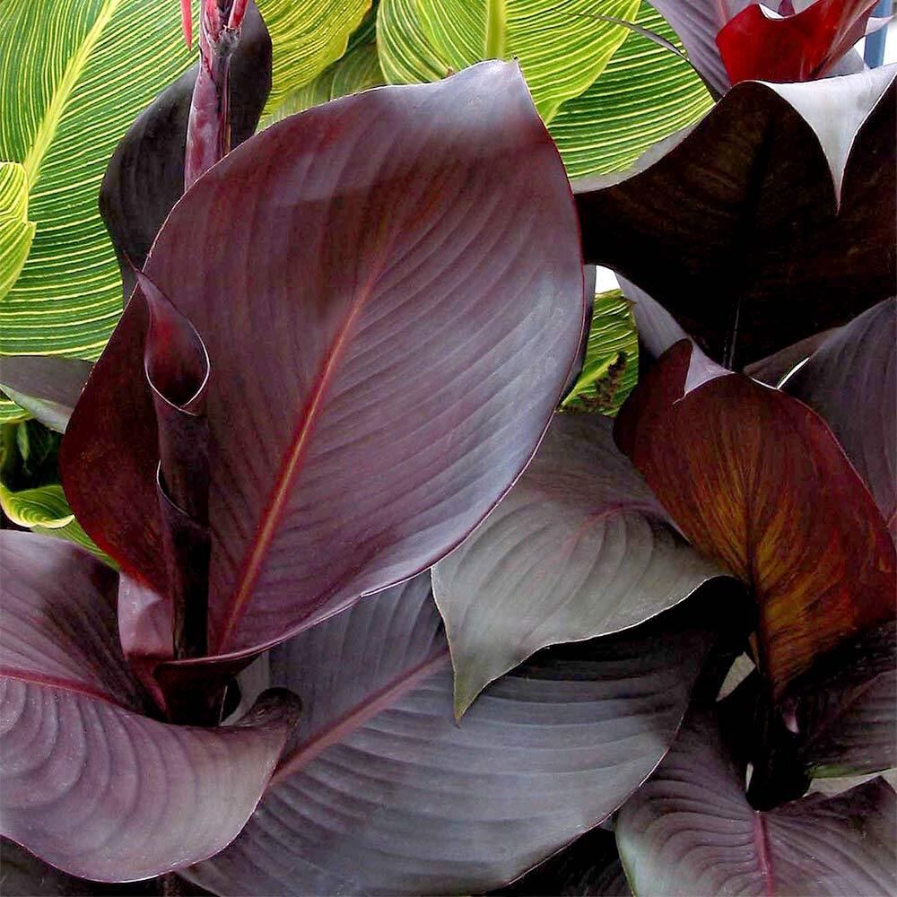Canna Tropicanna Black - Canna Lily - Plant in 5 L Pot