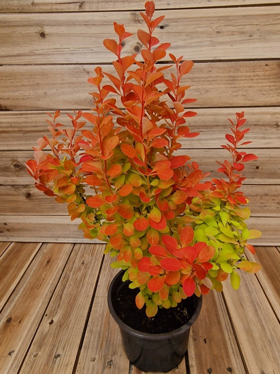 Berberis thunbergii Orange Ice - Barberry - Plant in 2 L Pot