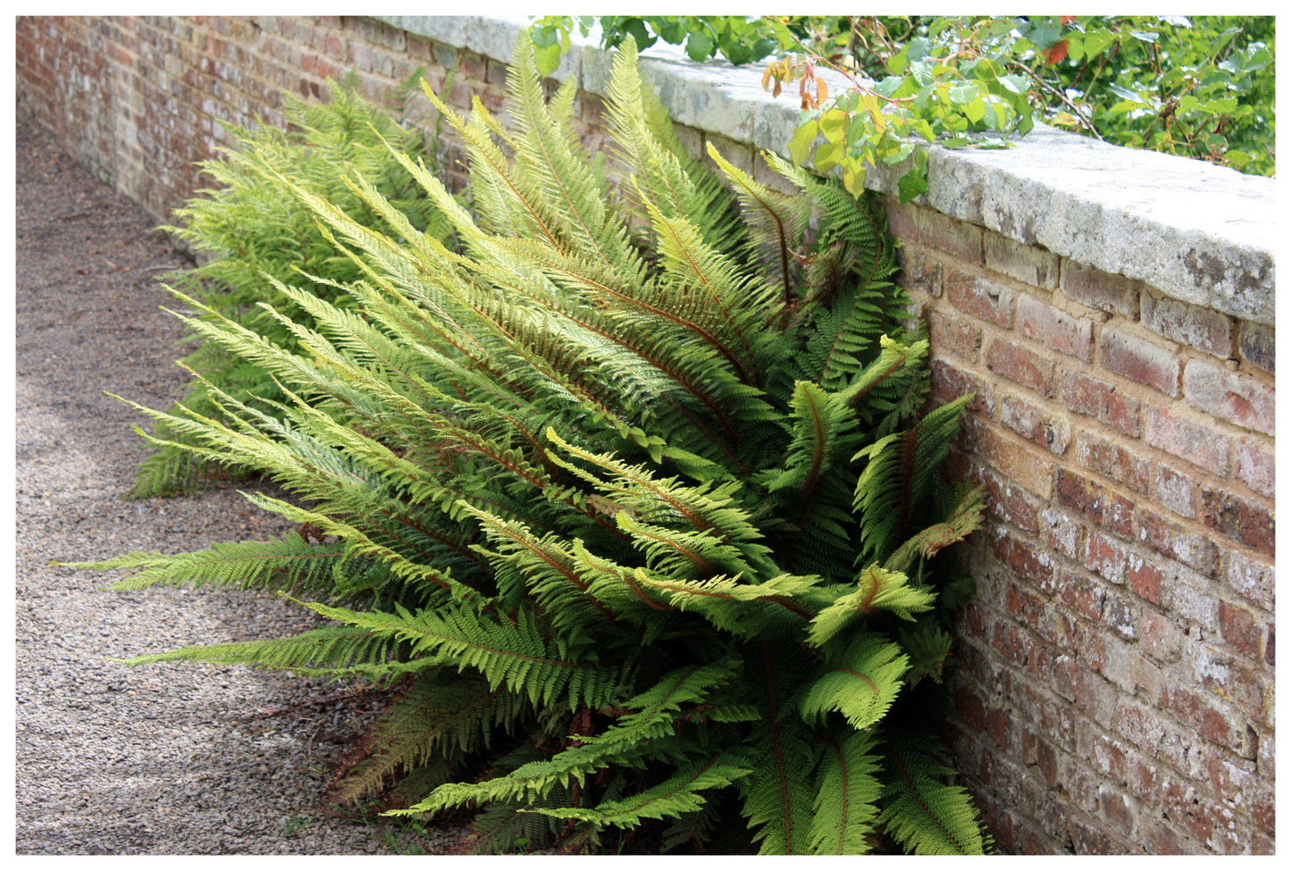 Polystichum setiferum Herrenhausen - Soft Shield Fern - Plant in 2 L Pot