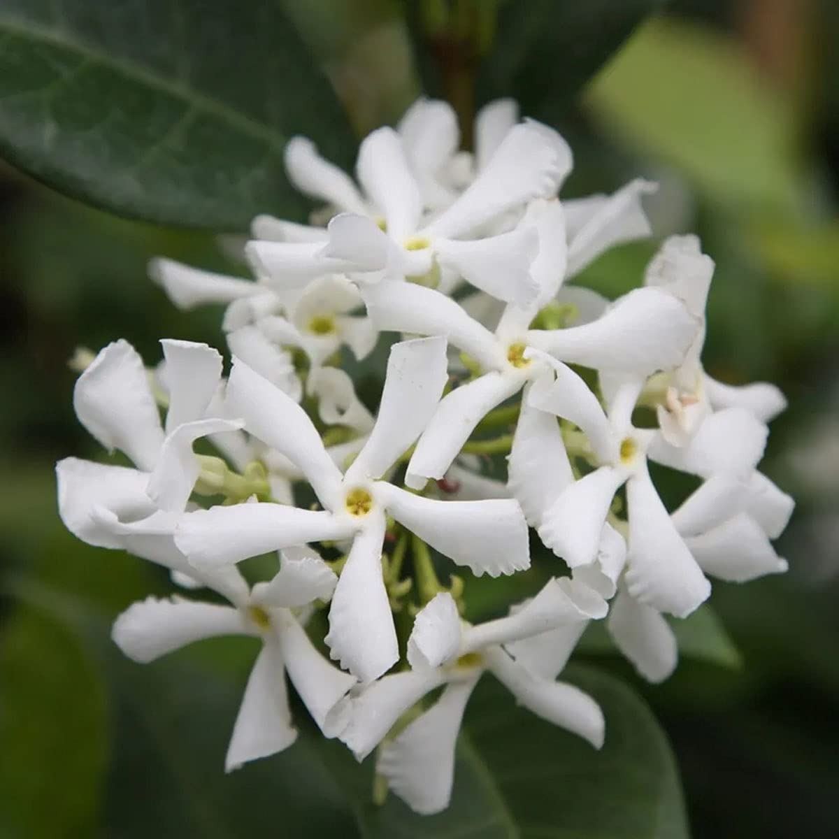 3 x Trachelospermum jasminoides - Star Jasmine - Plant in 2 L Pot