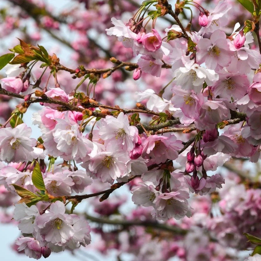 Prunus Accolade - Flowering Cherry - Plant in 2 L Pot