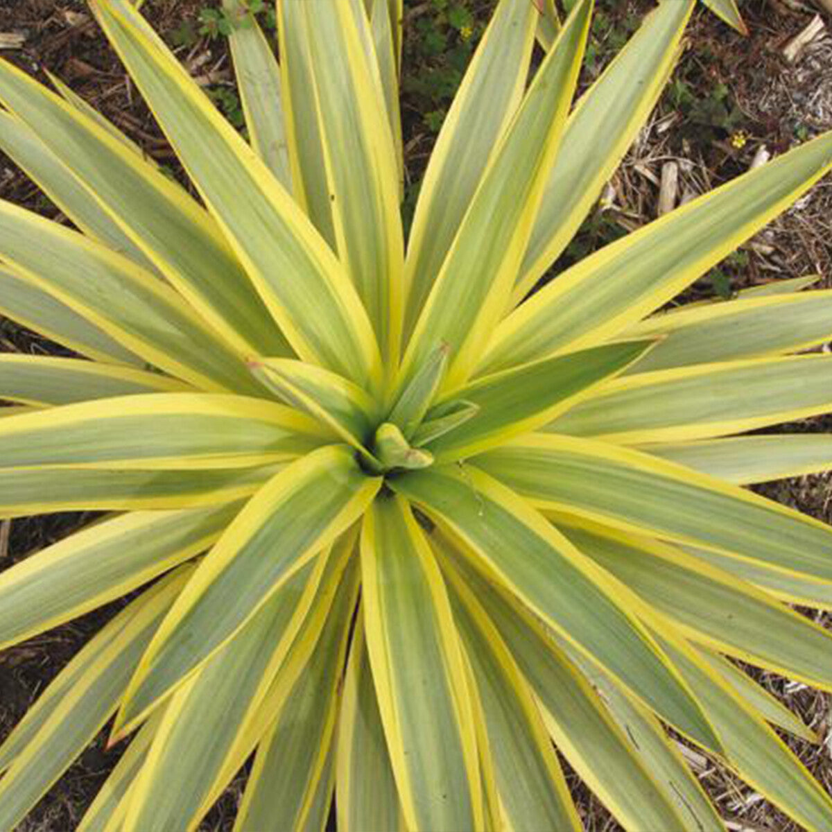 Yucca gloriosa Citrus Twist - Spanish Dagger - Plant in 5 L Pot