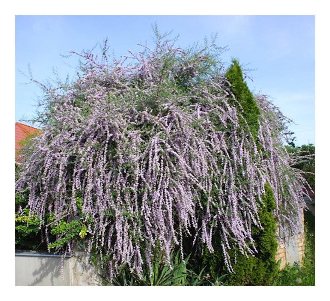 Buddleja alternifolia - Weeping Butterfly Bush - Plant in 9 cm Pot