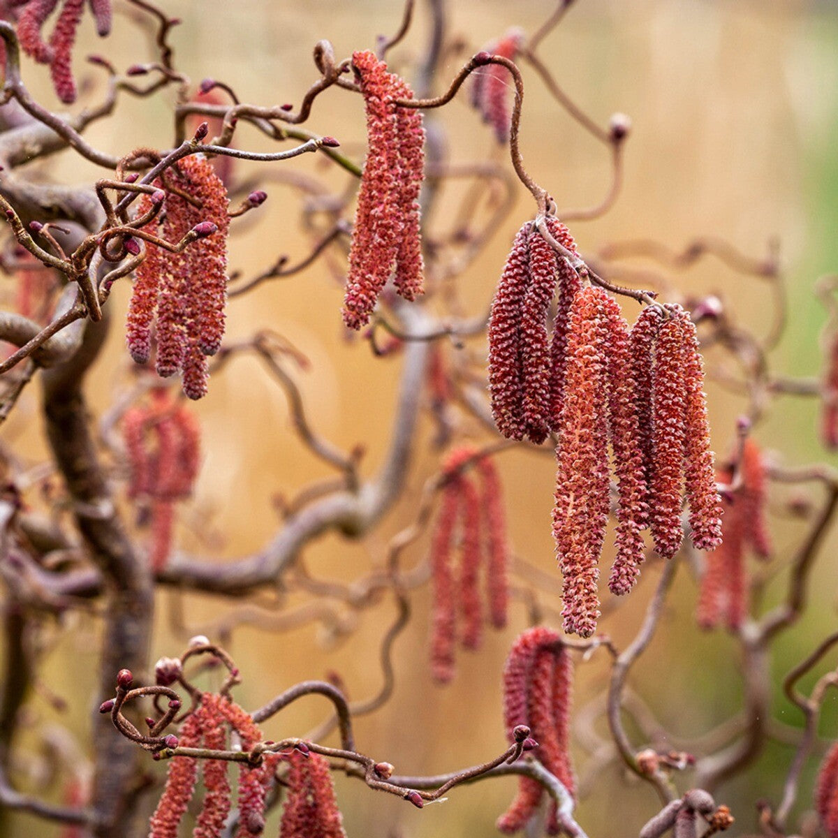 Corylus avellana Red Majestic - Purple Hazel, Grafted - Plant in 9 cm Pot
