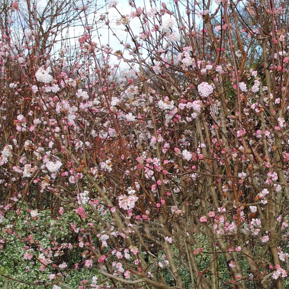 Viburnum x bodnantense Dawn