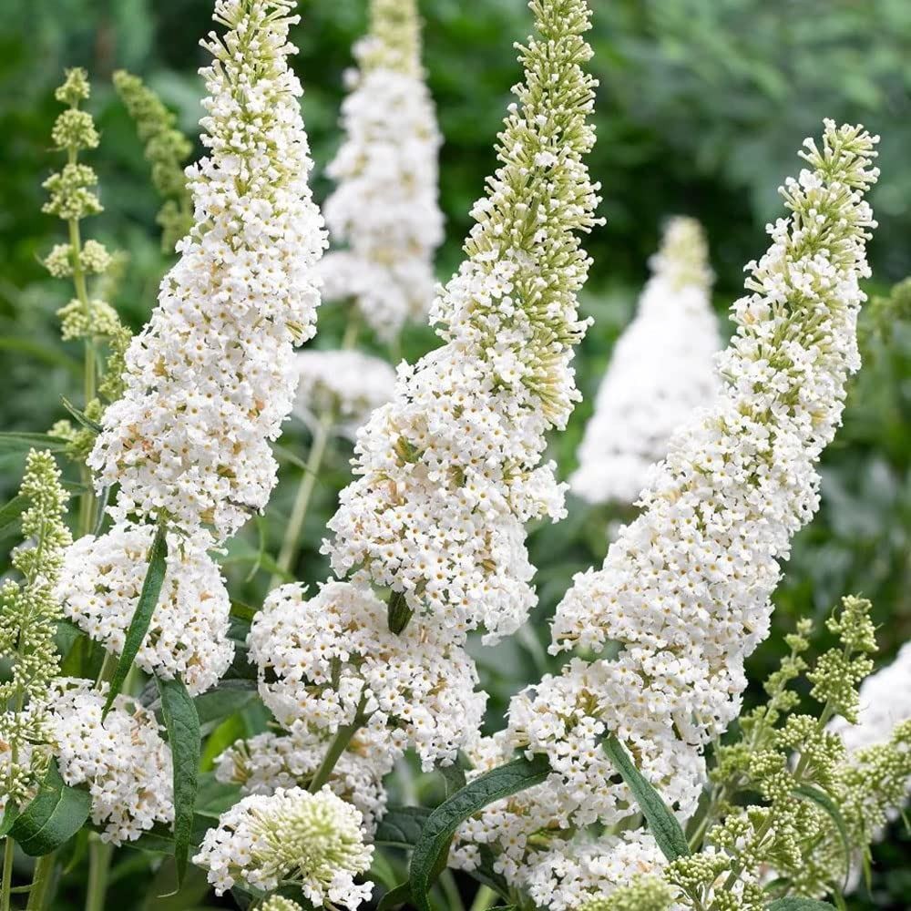 Buddleja davidii White Profusion-Butterfly Bush in 9 cm Pot