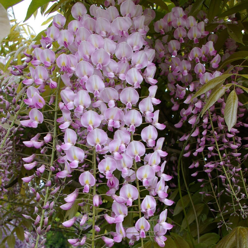 Wisteria floribunda Pink Ice - Grafted Plant in 9 cm Pot