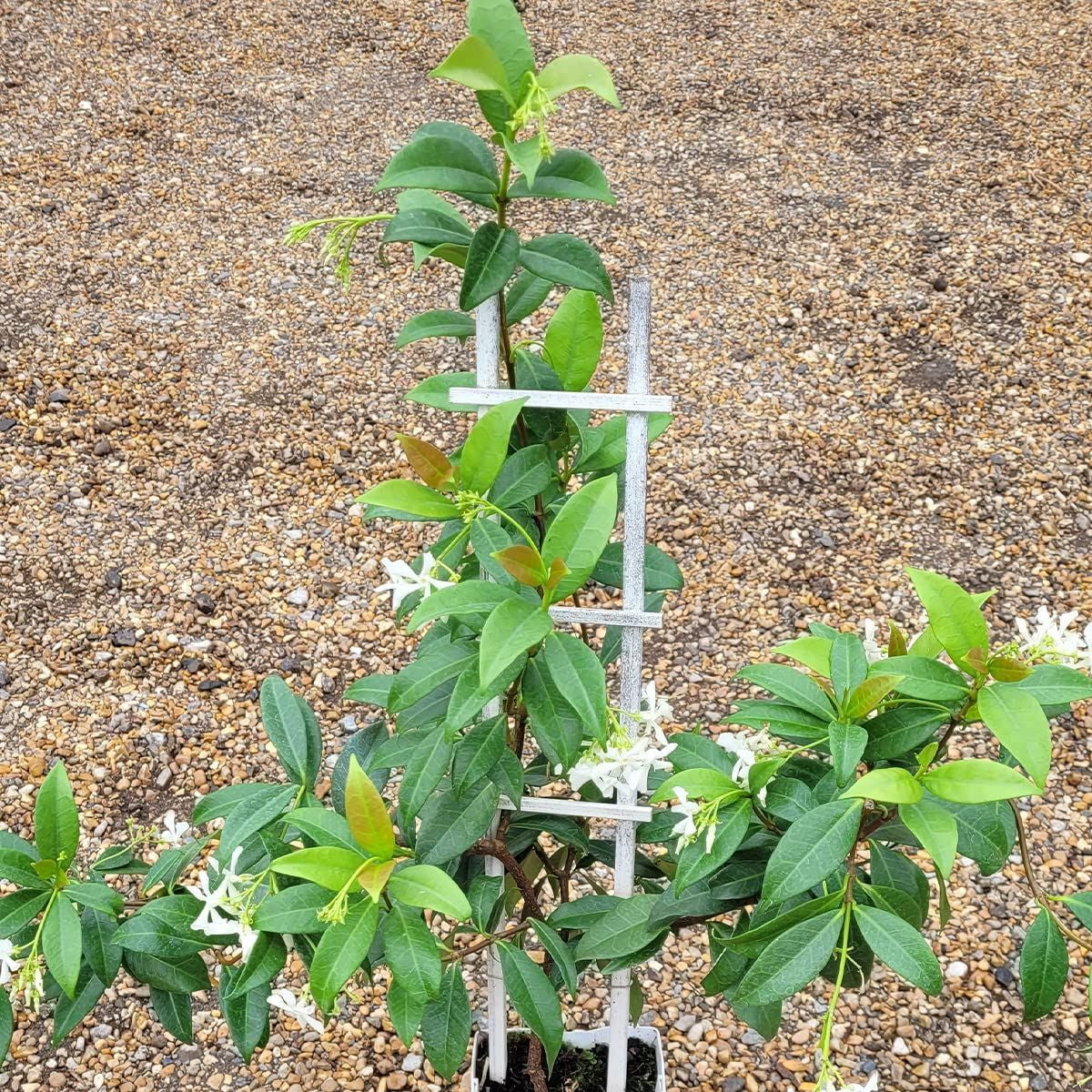 Trachelospermum jasminoides-40-60cm Star Jasmine in 14 cm Pot
