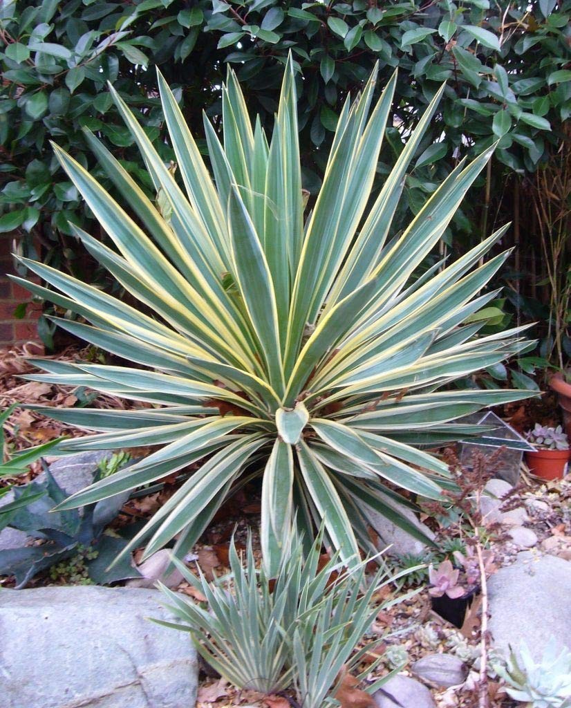 Yucca gloriosa Variegata - Spanish Dagger - Plant in 5 L Pot
