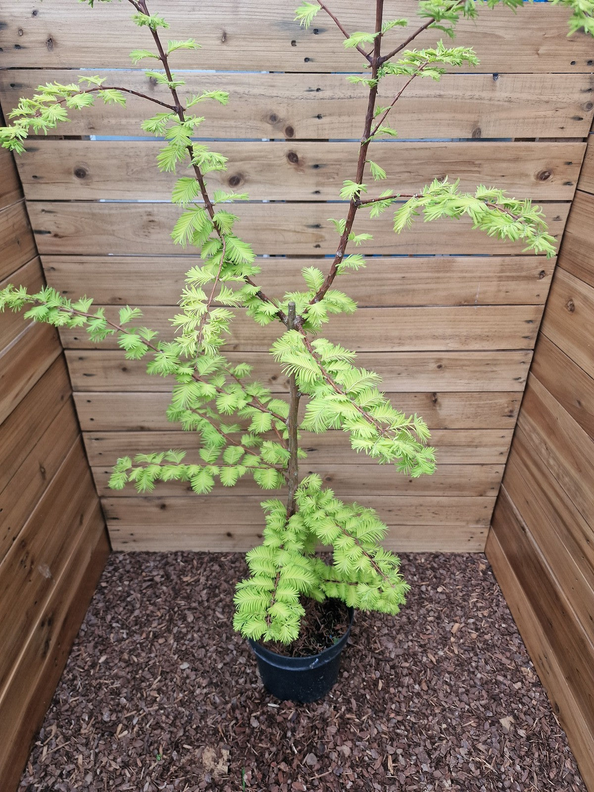 Metasequoia glyptostroboides Goldrush - Stock Clearance - Plant in 5 L pot