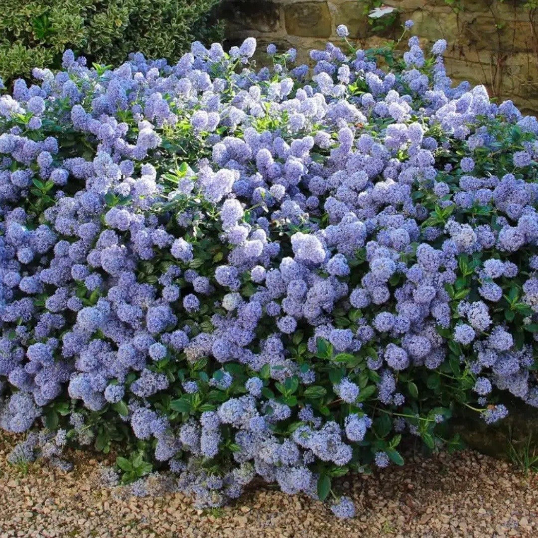 Ceanothus thyrsiflorus var repens - Creeping Blue Blossom - Plant in 2 L Pot