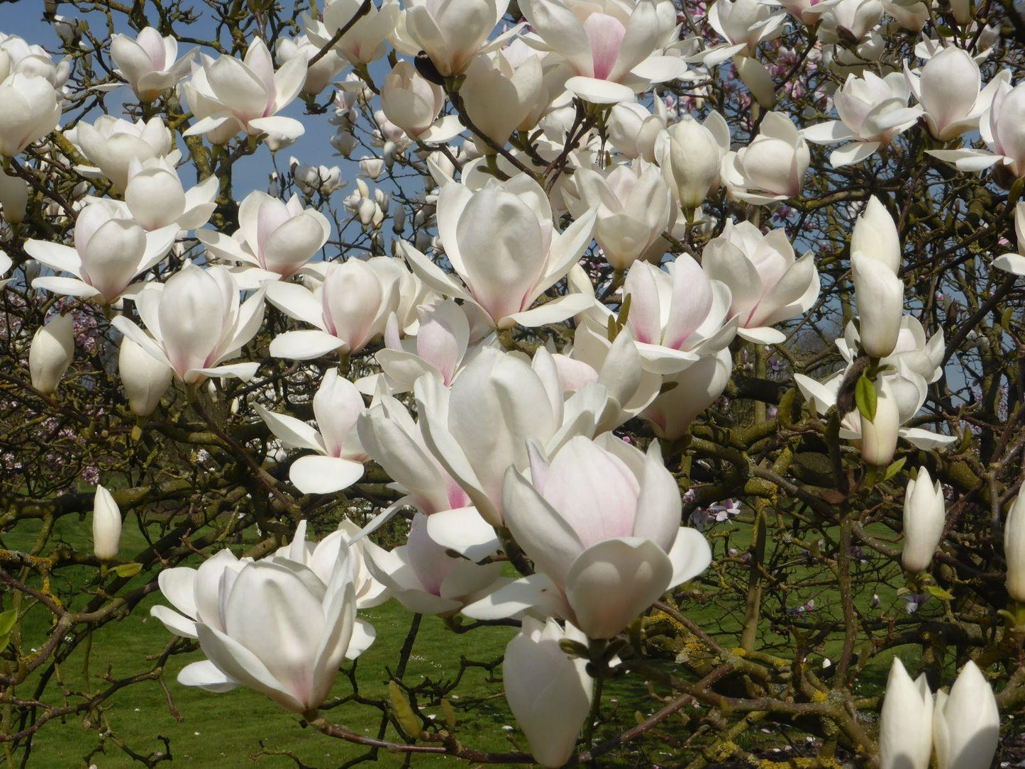 Magnolia Black Tulip - Magnolia - Grafted Plant in 1 L Pot