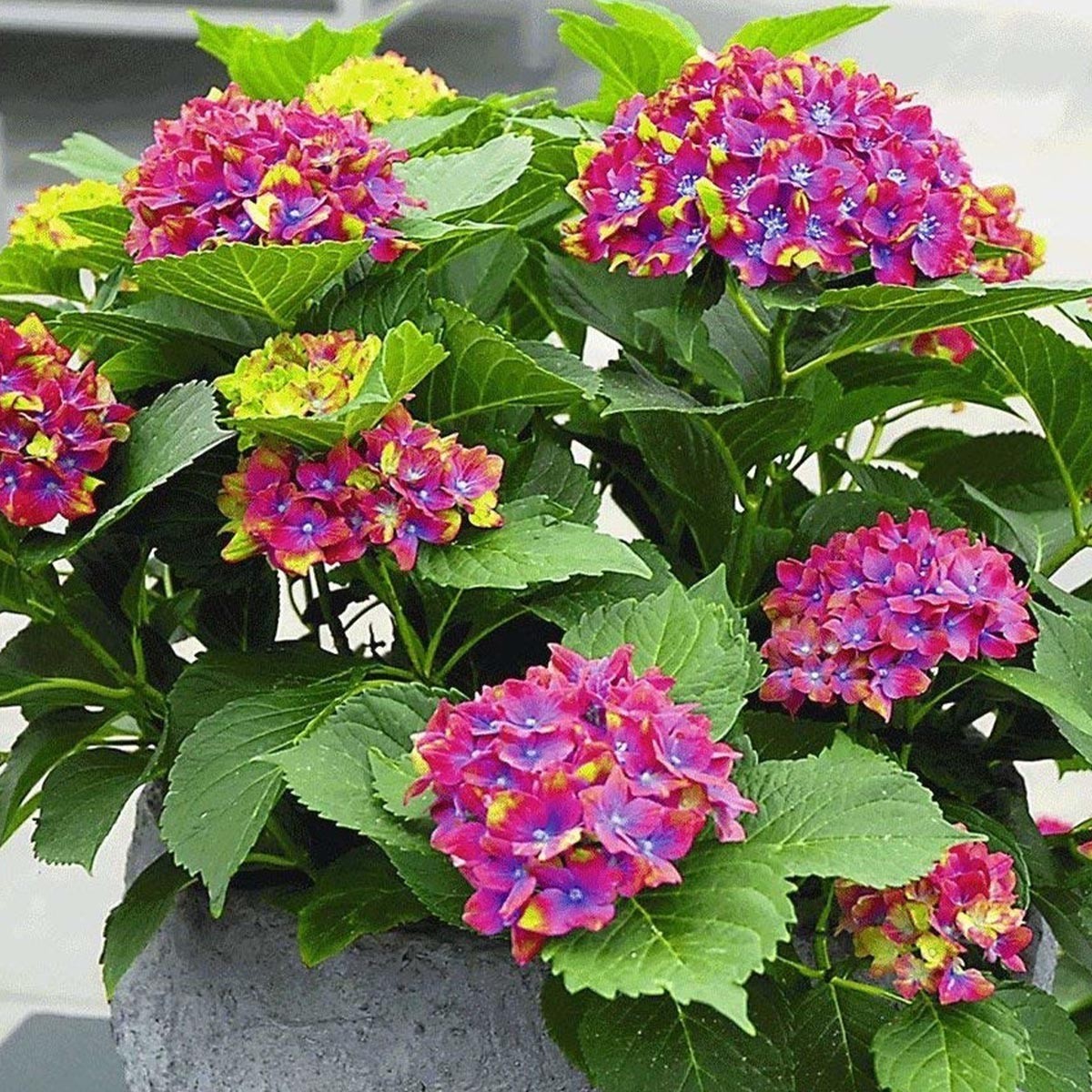 Hydrangea macrophylla Glam Rock - Hydrangea - Plant in 2 L Pot