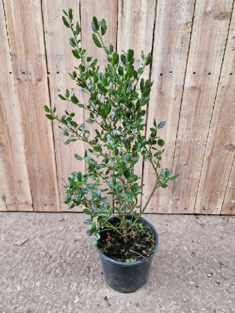 Ceanothus impressus Victoria - California Lilac - Plant in 2L Pot