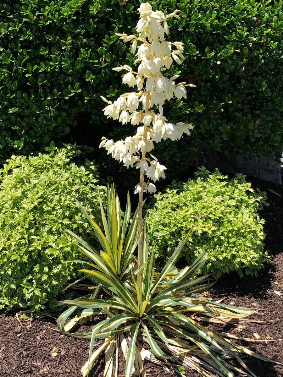 Yucca filamentosa Color Guard - Adam's Needle - Plant in 2 L Pot