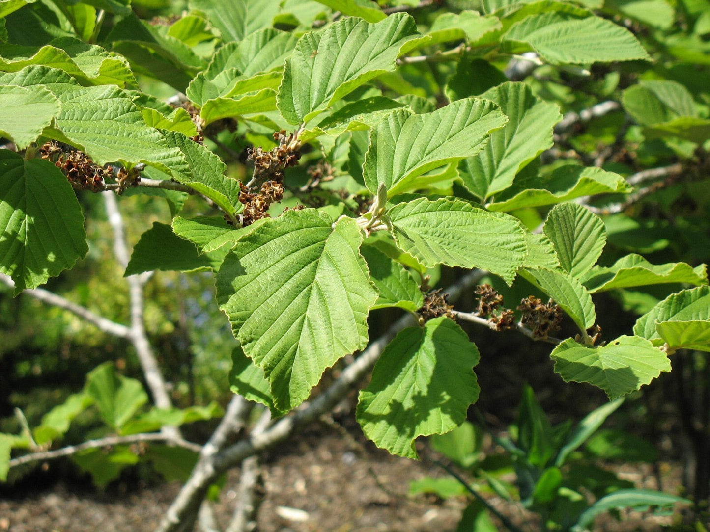 Hamamelis x intermedia Pallida - Witch Hazel Grafted - Plant in 9 cm Pot