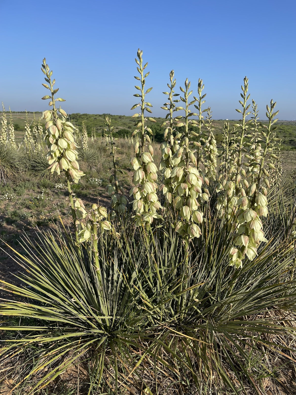 Yucca glauca - Soapweed - Plant in 2 L Pot