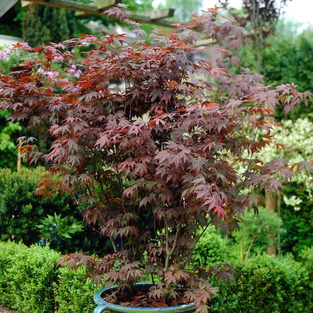 Acer palmatum Atropurpureum - Japanses Maple, Plant in 9cm Pot