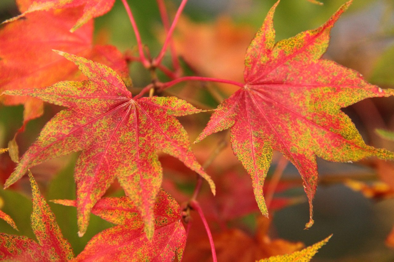 Acer palmatum Aureum - Golden Japanese Maple - Grafted Plant in 2 L Pot
