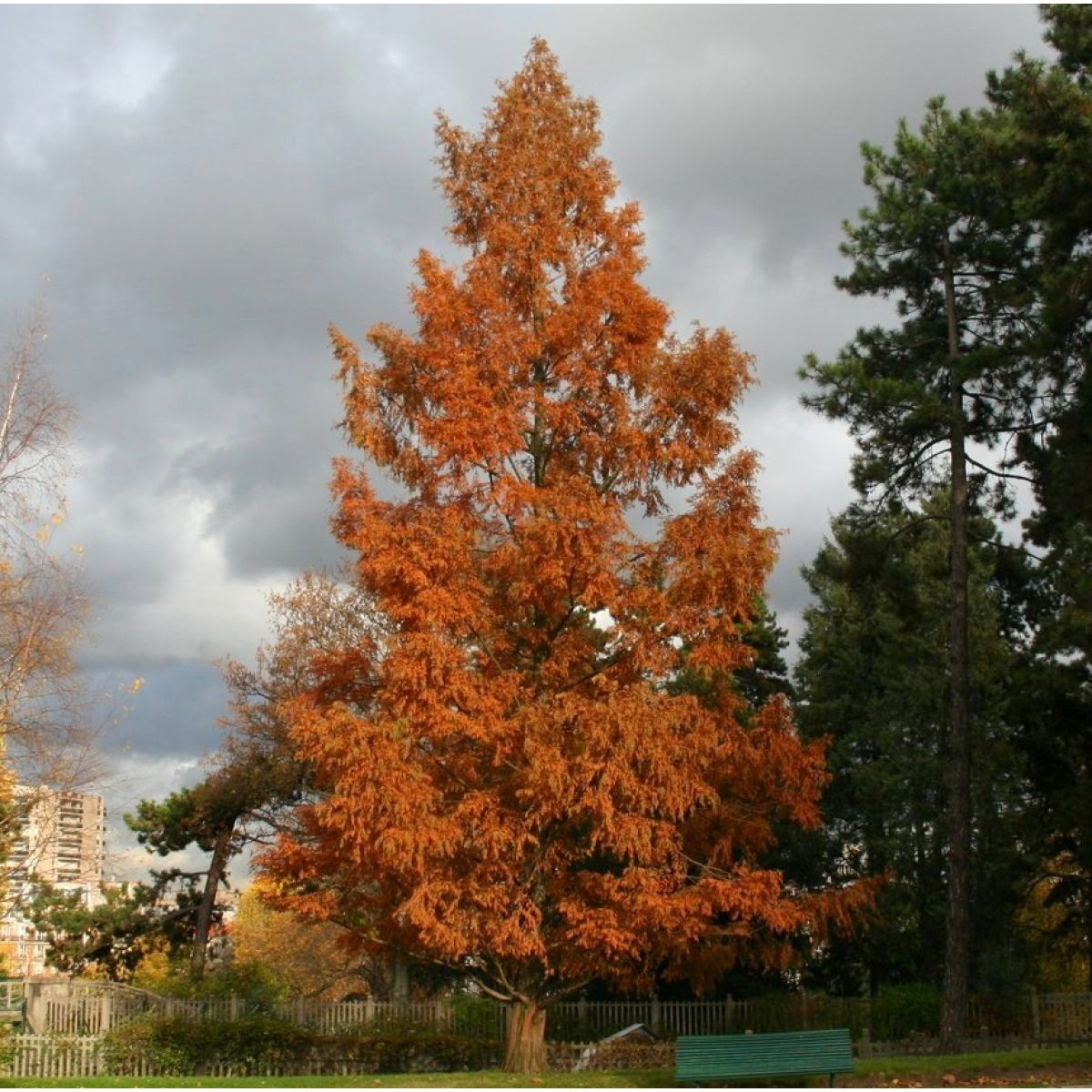 5 x Metasequoia glyptostroboides - Dawn Redwood - 5 Plants in 9 cm Pot