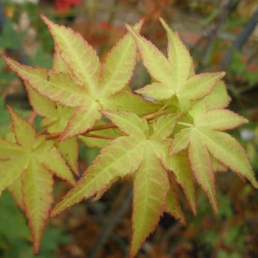 Acer palmatum Aureum - Golden Japanese Maple - Grafted Plant in 2 L Pot