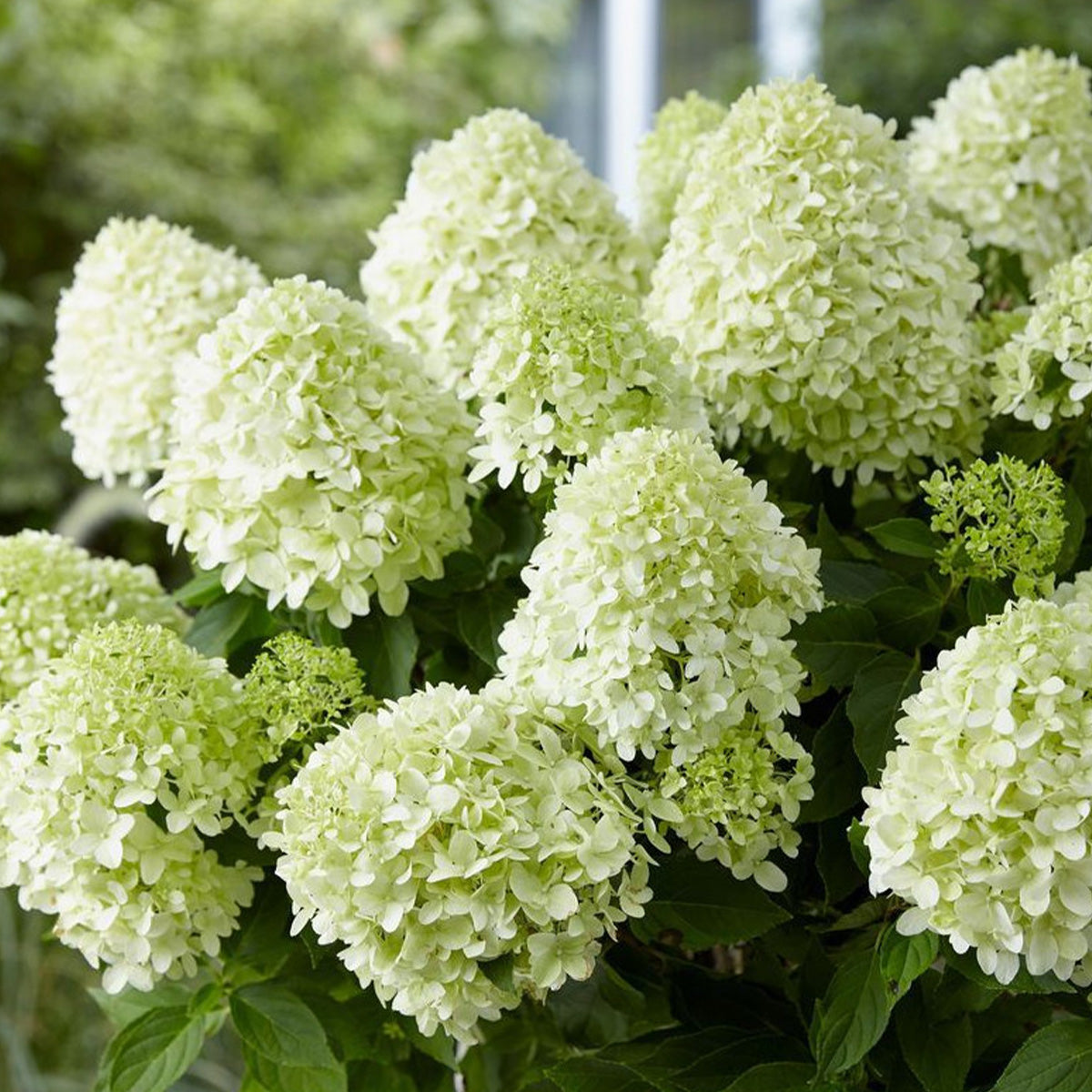 Hydrangea paniculata Skyfall - Paniculate Hydrangea - Plant in 2 L Pot