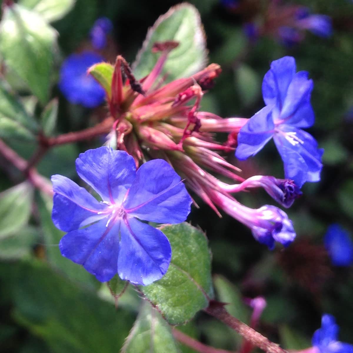 Ceratostigma willmottianum - Chinese Plumbago - Plant in 12 cm Pot