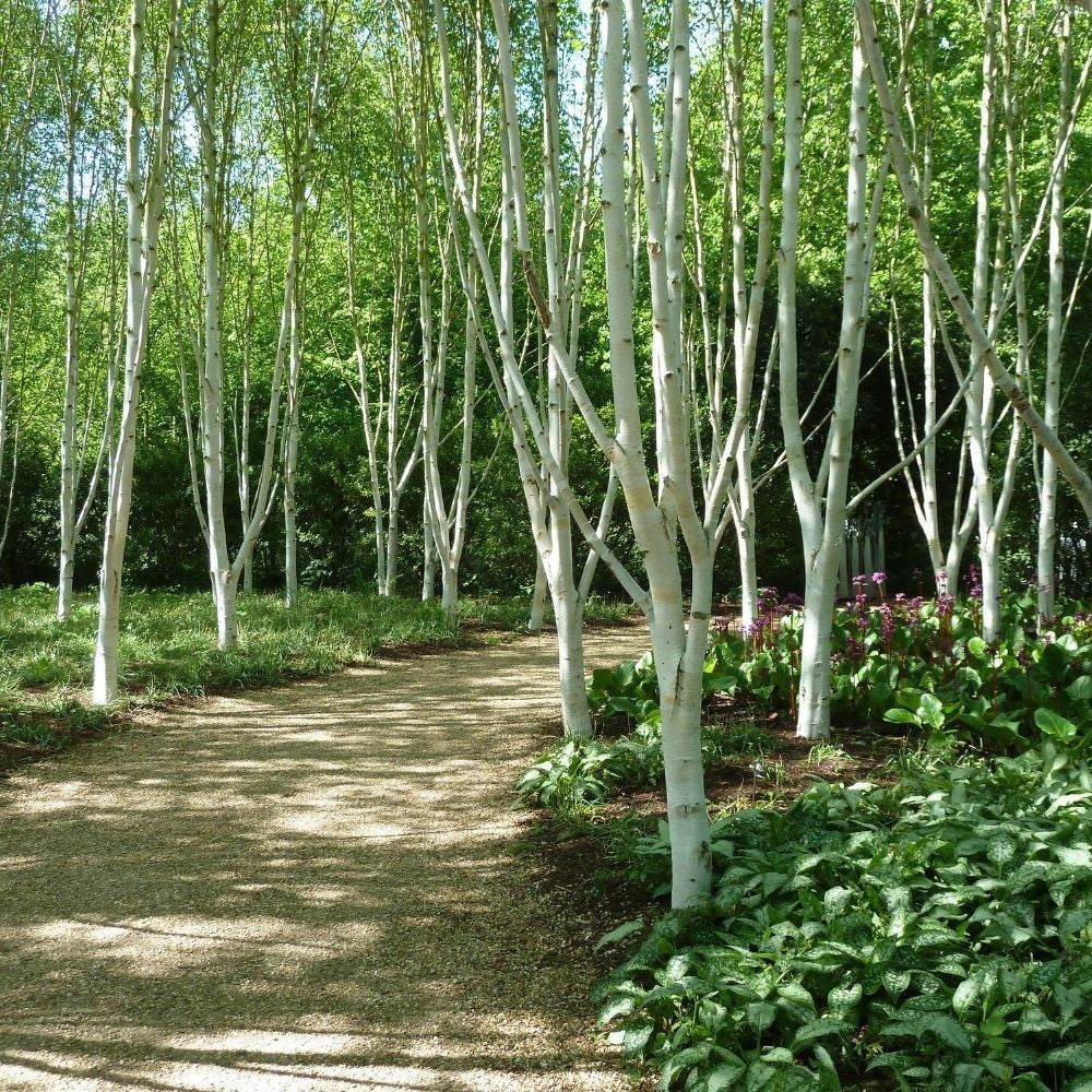 Betula utilis var. Jacquemontii - Silver Birch - Plant in 1L Pot