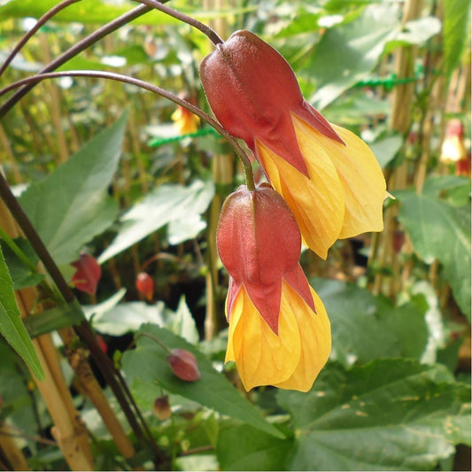 Abutilon Kentish Belle - Flowering Maple - Plant in 2 L Pot