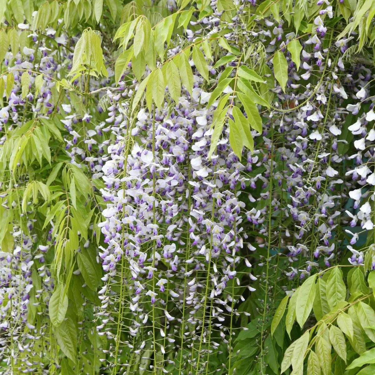Wisteria floribunda Multijuga - Japanese Wisteria - Grafted Plant in 9cm Pot