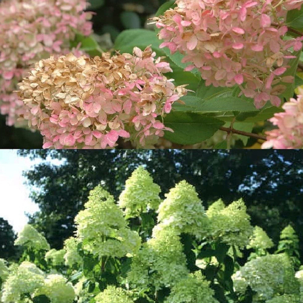 Hydrangea paniculata Limelight - Paniculate Hydrangea - Plant in 2 L Pot